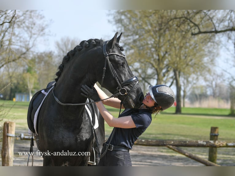 Friesian horses Stallion 5 years 16,2 hh Black in Mijnsheerenland