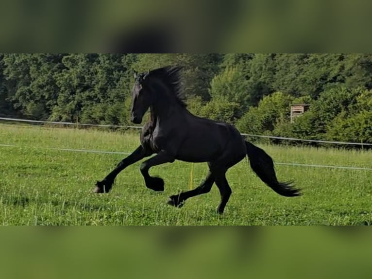 Friesian horses Stallion 5 years 16.2 hh Black in Michelstadt