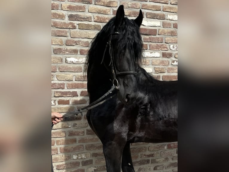 Friesian horses Stallion 5 years 16,2 hh Black in Grevenbroich