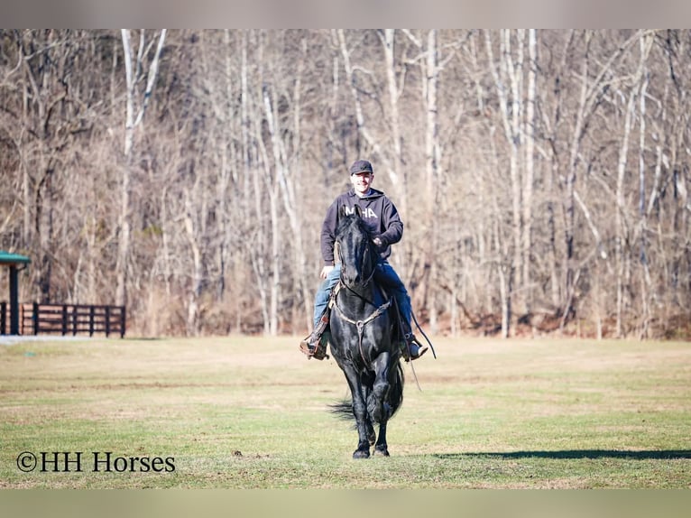 Friesian horses Stallion 5 years 16.2 hh Black in Hillsboro