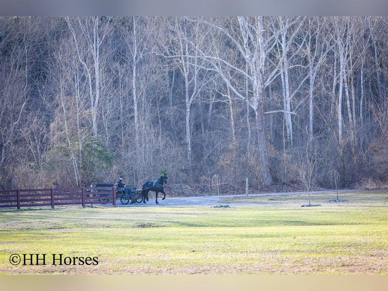 Friesian horses Stallion 5 years 16.2 hh Black in Hillsboro