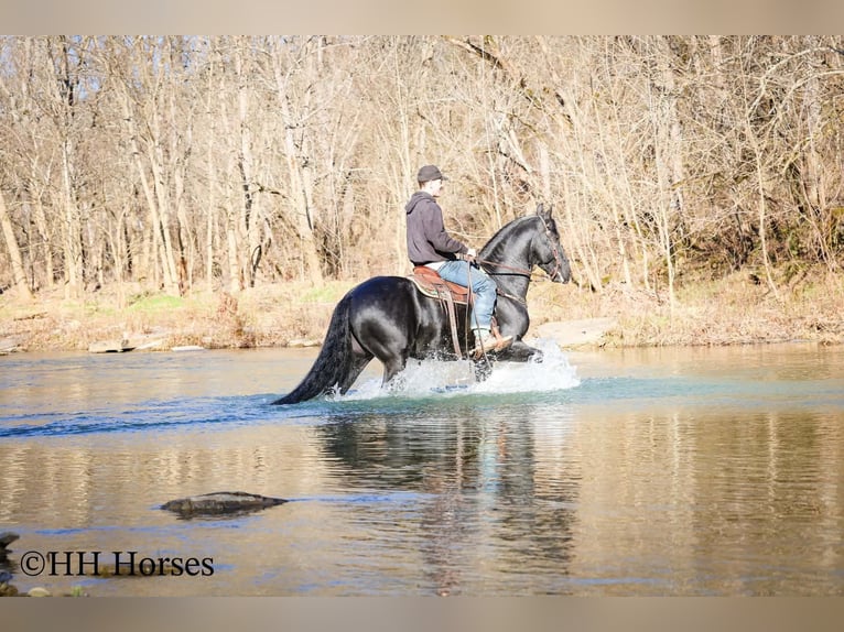 Friesian horses Stallion 5 years 16.2 hh Black in Hillsboro