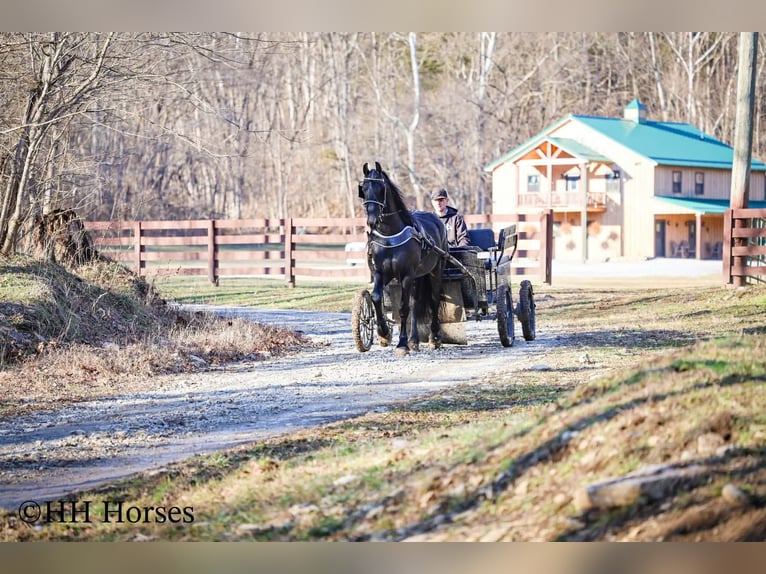 Friesian horses Stallion 5 years 16.2 hh Black in Hillsboro
