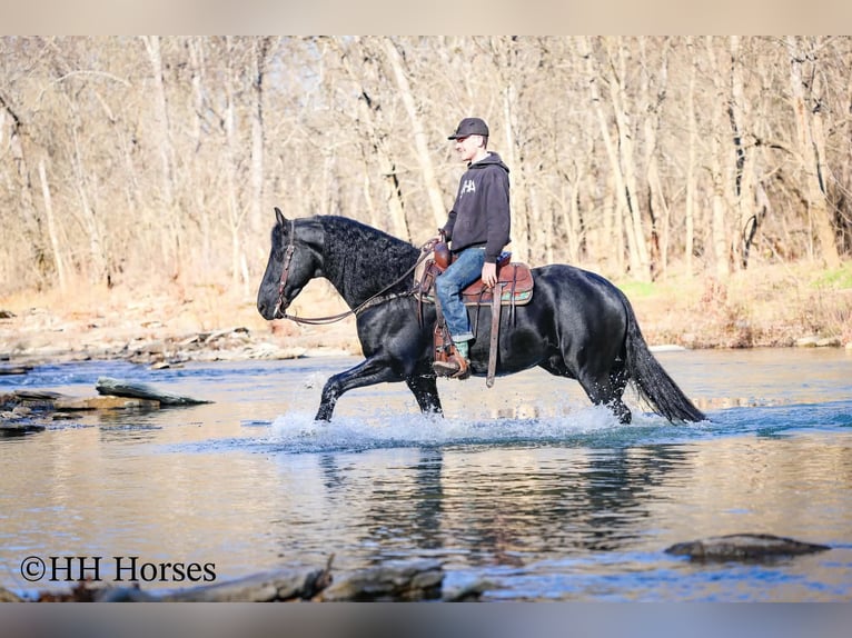 Friesian horses Stallion 5 years 16.2 hh Black in Hillsboro