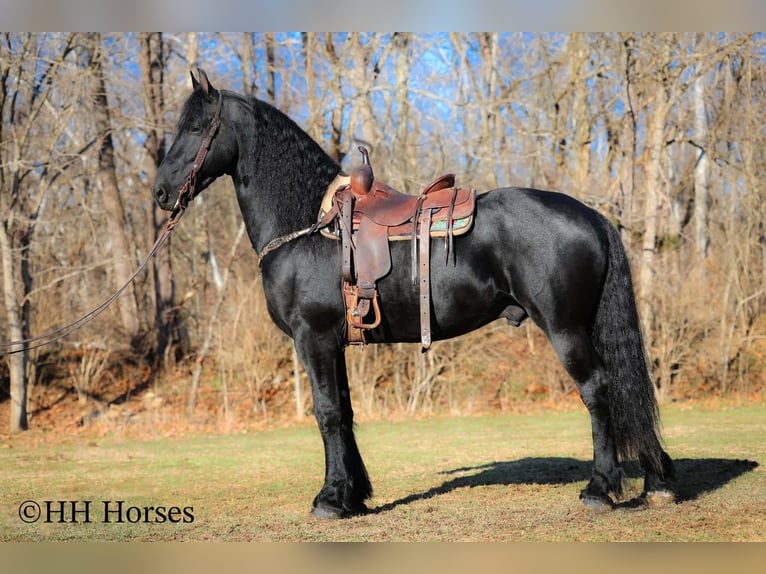 Friesian horses Stallion 5 years 16.2 hh Black in Hillsboro