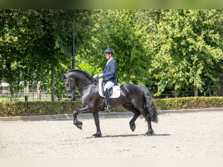 Friesian horses Stallion 5 years 16,2 hh in Waverveen