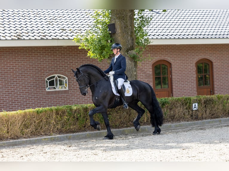 Friesian horses Stallion 5 years 16,2 hh in Waverveen