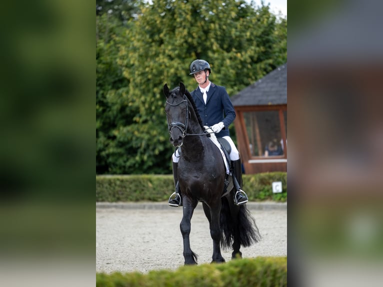 Friesian horses Stallion 5 years 16,2 hh in Waverveen