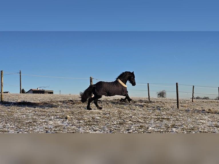Friesian horses Stallion 5 years 16 hh Black in Bösingen Herrenzimmern
