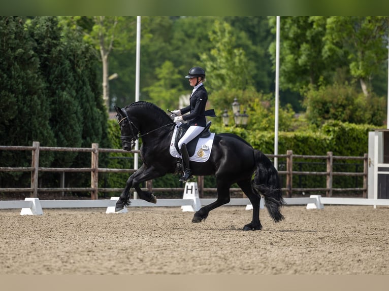 Friesian horses Stallion 5 years 16 hh Black in Aalsmeer