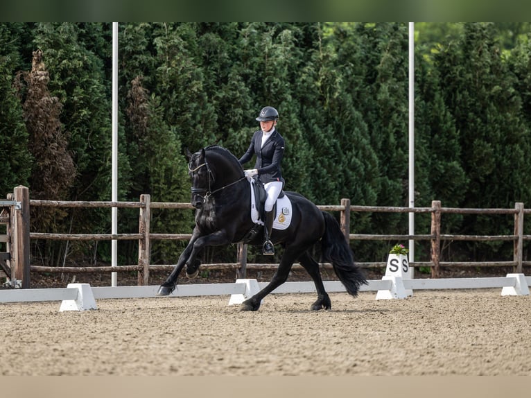 Friesian horses Stallion 5 years 16 hh Black in Aalsmeer