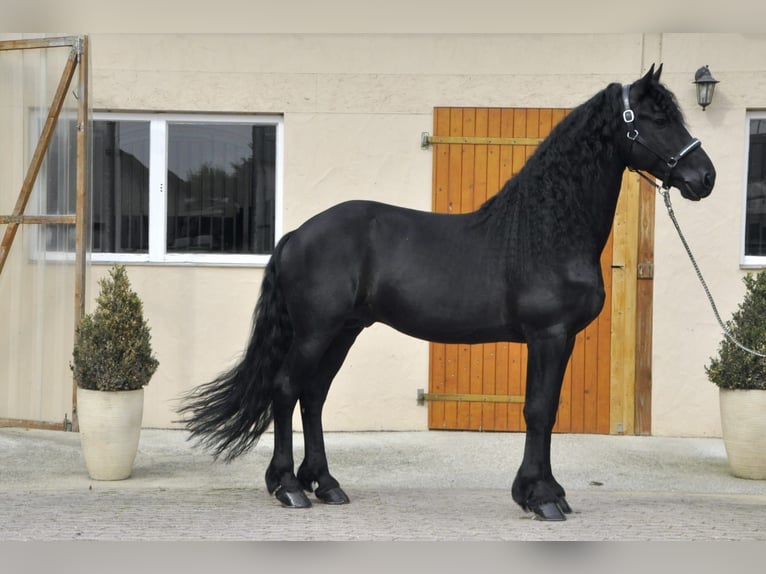 Friesian horses Stallion 5 years 16 hh Black in Ochtendung