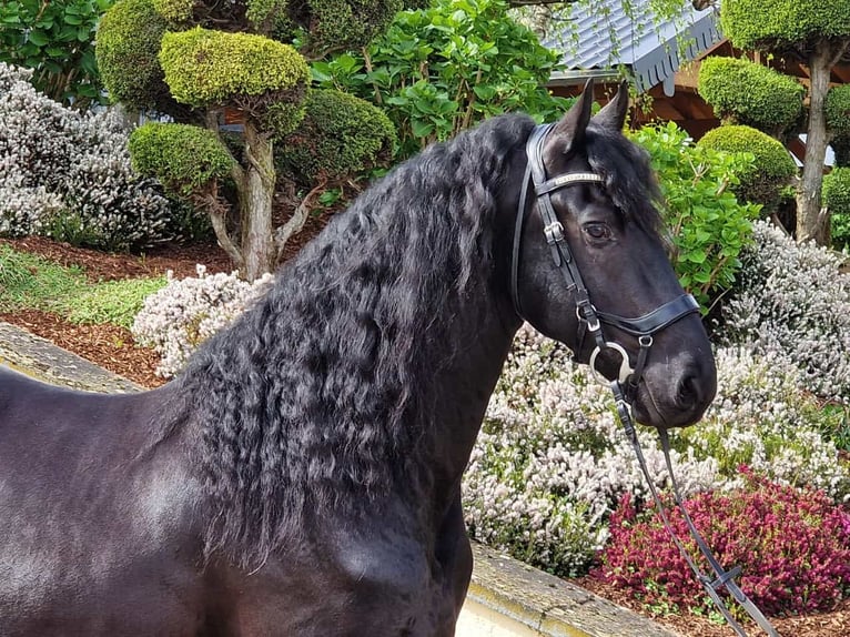 Friesian horses Stallion 5 years 16 hh Black in Ochtendung