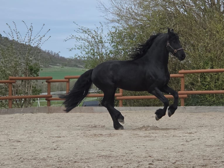 Friesian horses Stallion 5 years 16 hh Black in Ochtendung