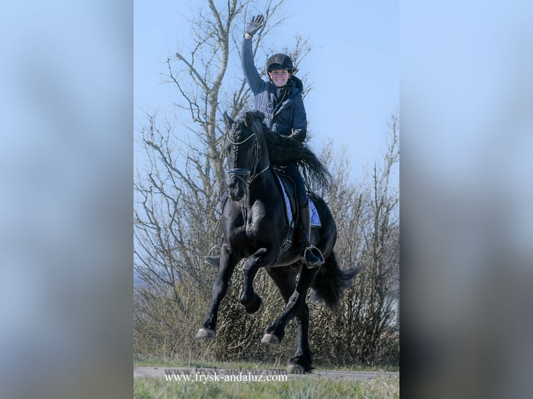Friesian horses Stallion 5 years 16 hh Black in Mijnsheerenland