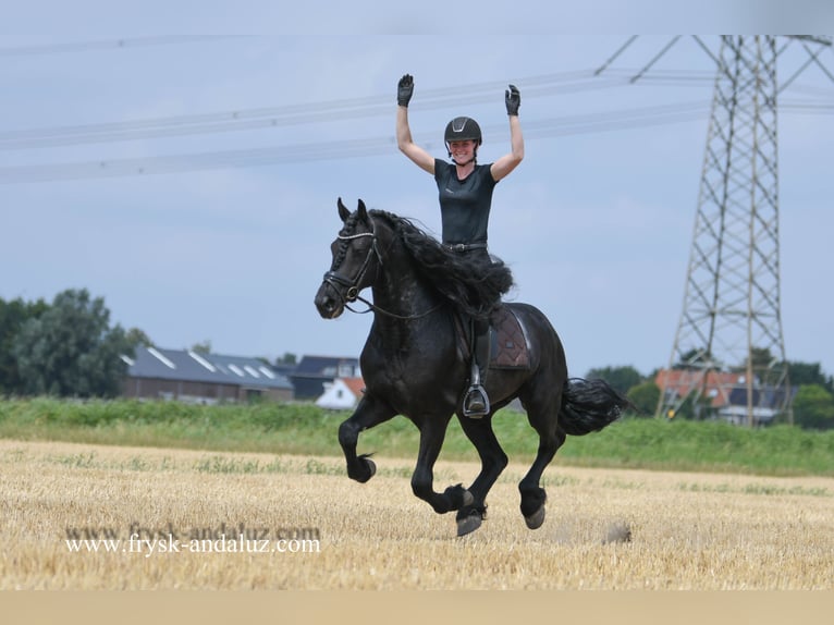 Friesian horses Stallion 5 years 16 hh Black in Mijnsheerenland