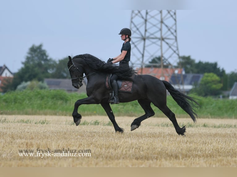 Friesian horses Stallion 5 years 16 hh Black in Mijnsheerenland