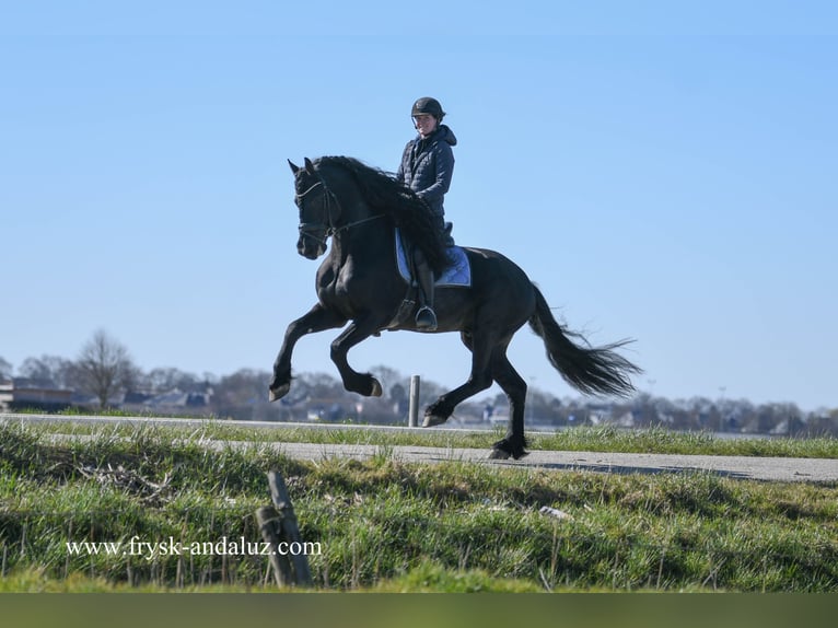 Friesian horses Stallion 5 years 16 hh Black in Mijnsheerenland