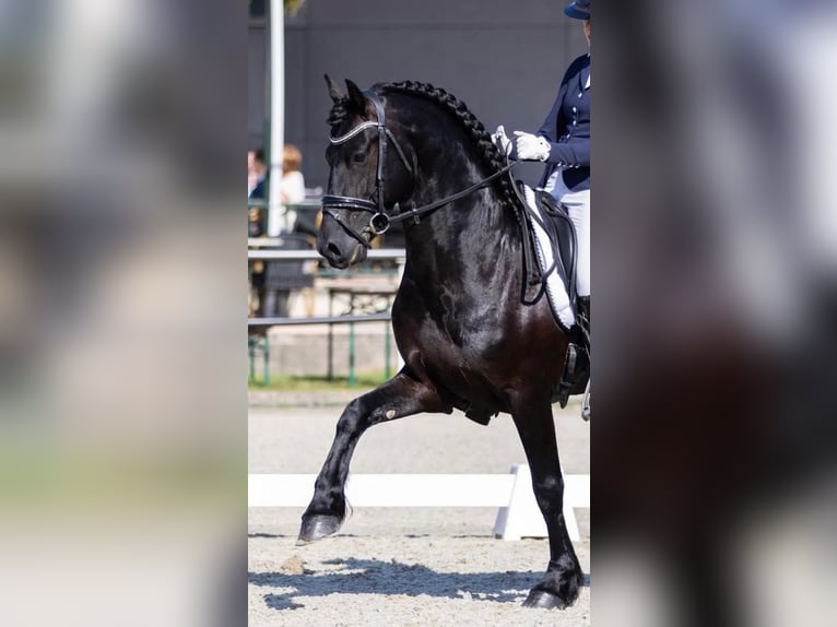 Friesian horses Stallion 5 years 16 hh Black in Waskemeer