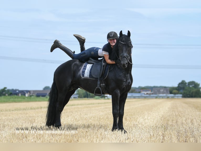 Friesian horses Stallion 5 years 16 hh Black in Mijnsheerenland
