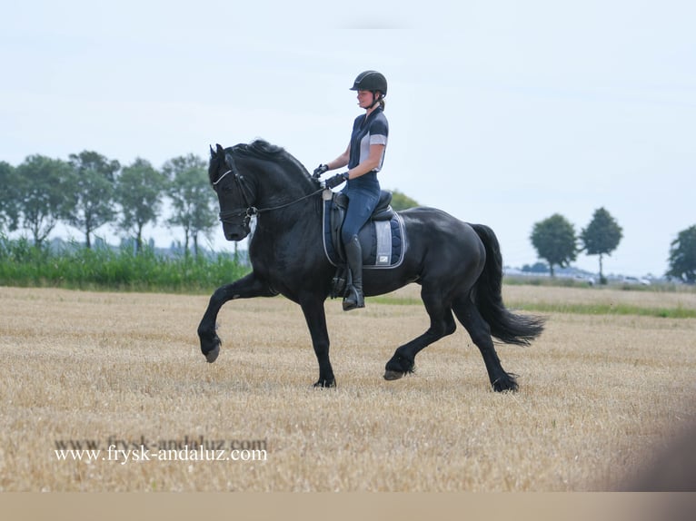 Friesian horses Stallion 5 years 16 hh Black in Mijnsheerenland