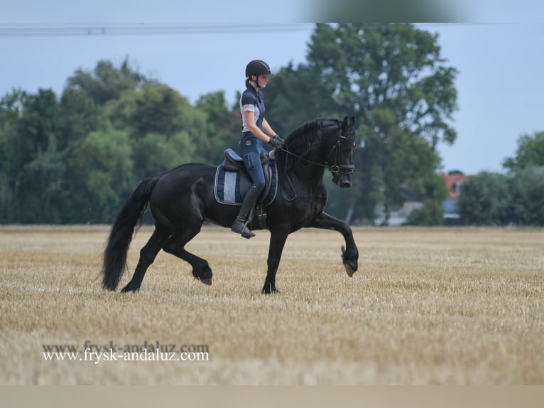 Friesian horses Stallion 5 years 16 hh Black in Mijnsheerenland