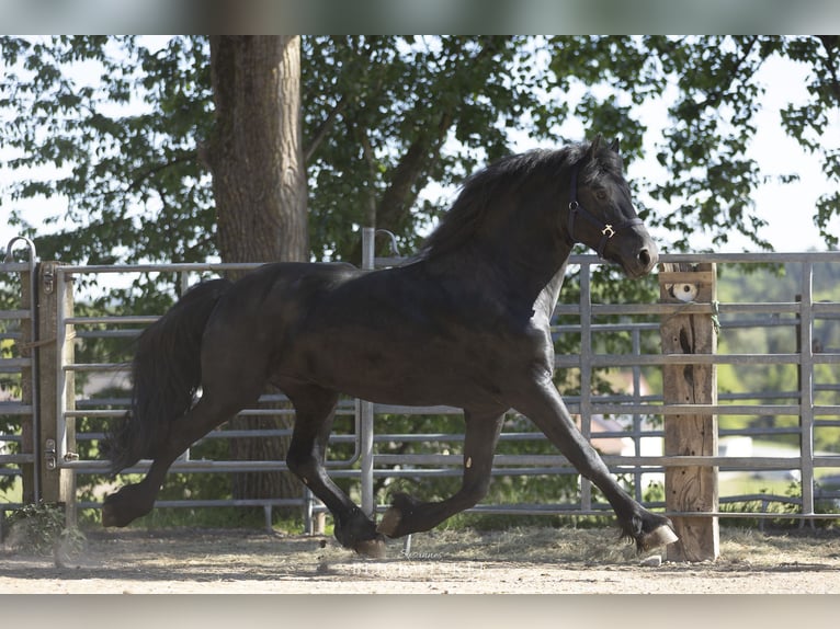 Friesian horses Stallion 5 years 16 hh Black in Schöllnach