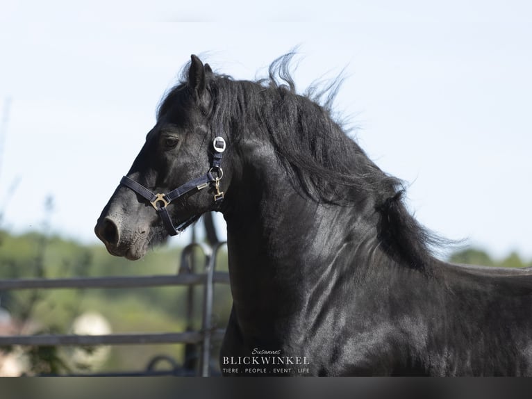 Friesian horses Stallion 5 years 16 hh Black in Schöllnach