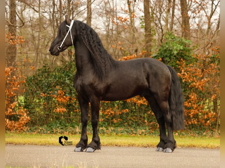 Friesian horses Stallion 5 years 16 hh in Drachten