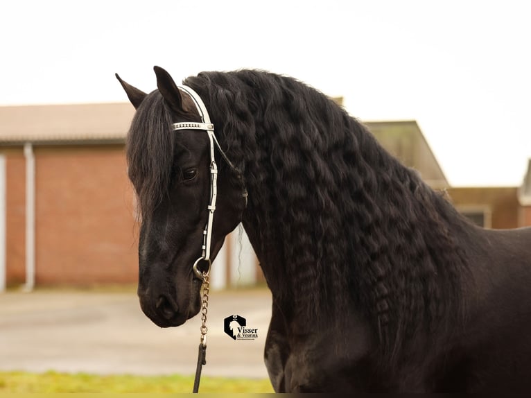 Friesian horses Stallion 5 years 16 hh in Drachten