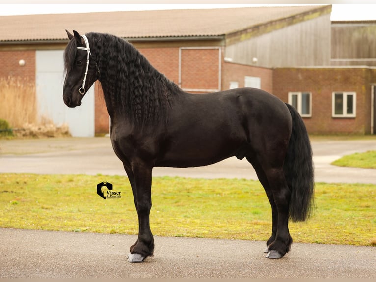 Friesian horses Stallion 5 years 16 hh in Drachten