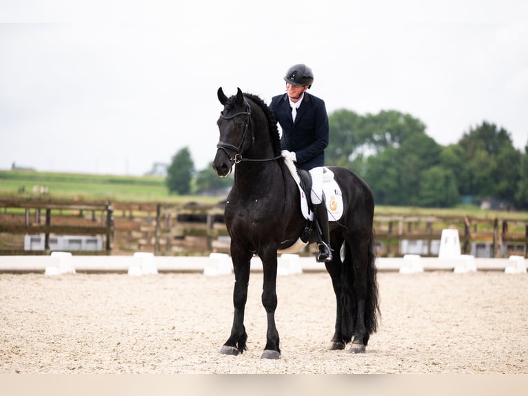 Friesian horses Stallion 5 years 16,2 hh Black in Vijfhuizen