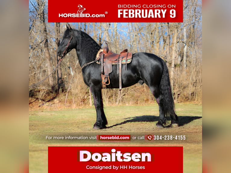 Friesian horses Stallion 5 years 16,2 hh Black in Hillsboro
