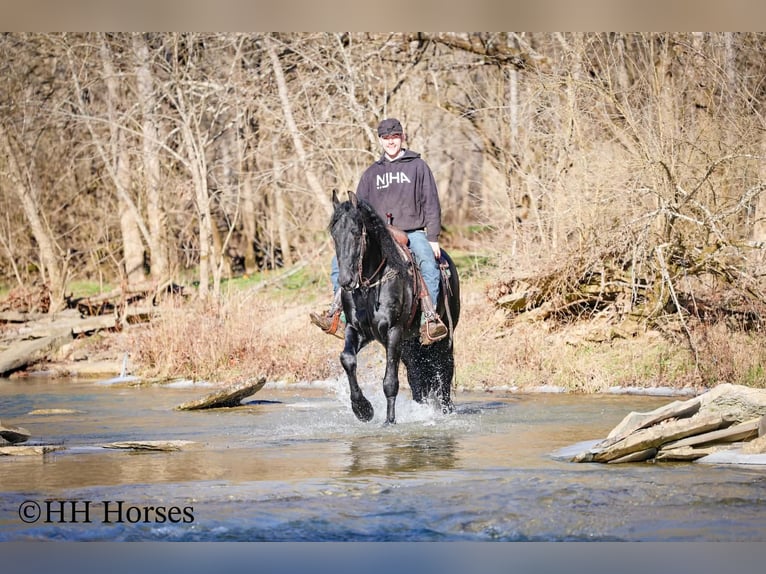 Friesian horses Stallion 5 years 16,2 hh Black in Hillsboro