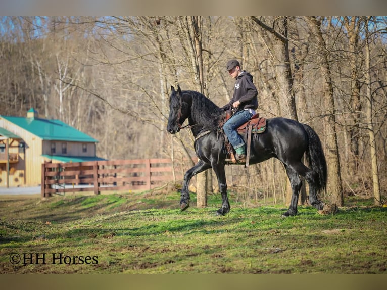 Friesian horses Stallion 5 years 16,2 hh Black in Hillsboro