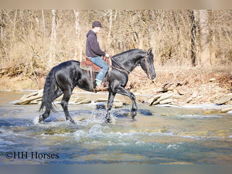 Friesian horses Stallion 5 years 16,2 hh Black in Hillsboro