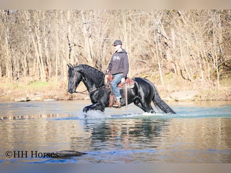 Friesian horses Stallion 5 years 16,2 hh Black in Hillsboro