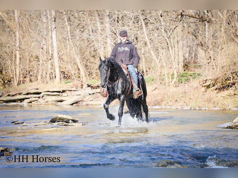 Friesian horses Stallion 5 years 16,2 hh Black in Hillsboro