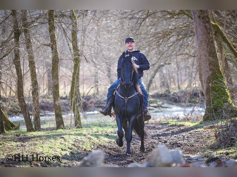 Friesian horses Stallion 5 years 16,2 hh Black in Hillsboro