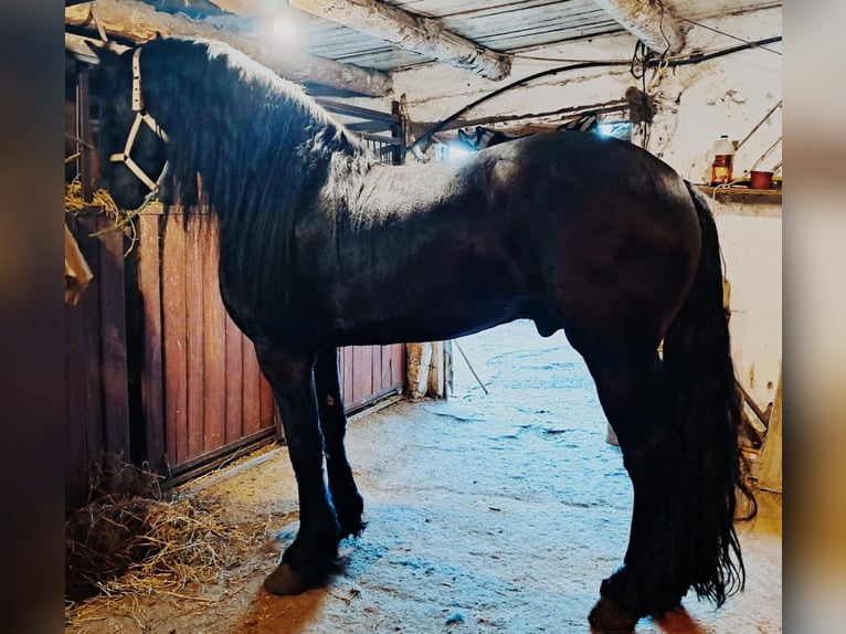 Friesian horses Stallion 5 years 17,1 hh Black in Budapest