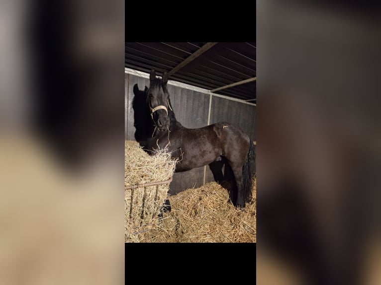 Friesian horses Stallion 5 years 17 hh Black in Olmen