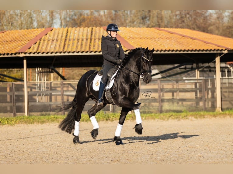 Friesian horses Stallion 5 years Black in Aalsmeer