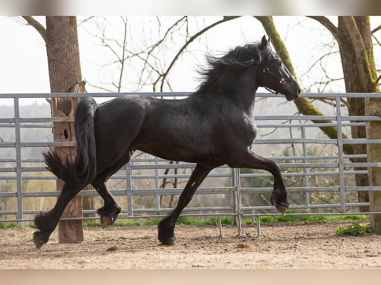 Friesian horses Stallion 5 years Black in Schöllnach