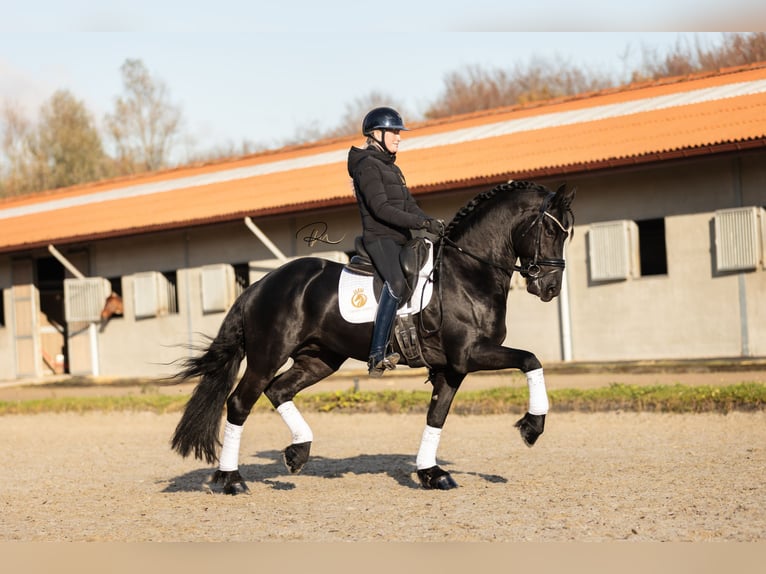 Friesian horses Stallion 5 years in Aalsmeer