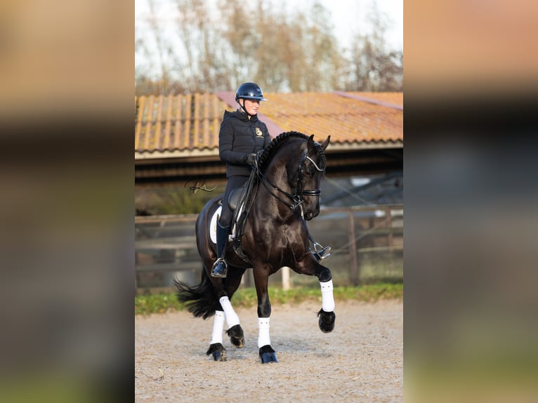 Friesian horses Stallion 5 years in Aalsmeer