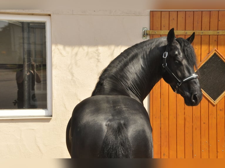 Friesian horses Stallion 6 years 16,1 hh Black in Ochtendung