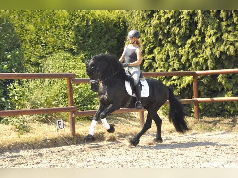 Friesian horses Stallion 6 years 16,1 hh Black in Ochtendung