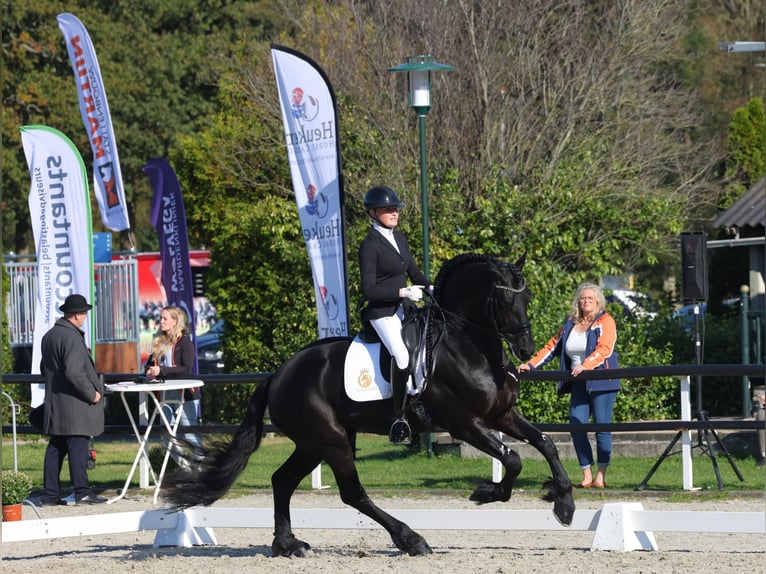 Friesian horses Stallion 6 years 16,2 hh Black in Aalsmeer