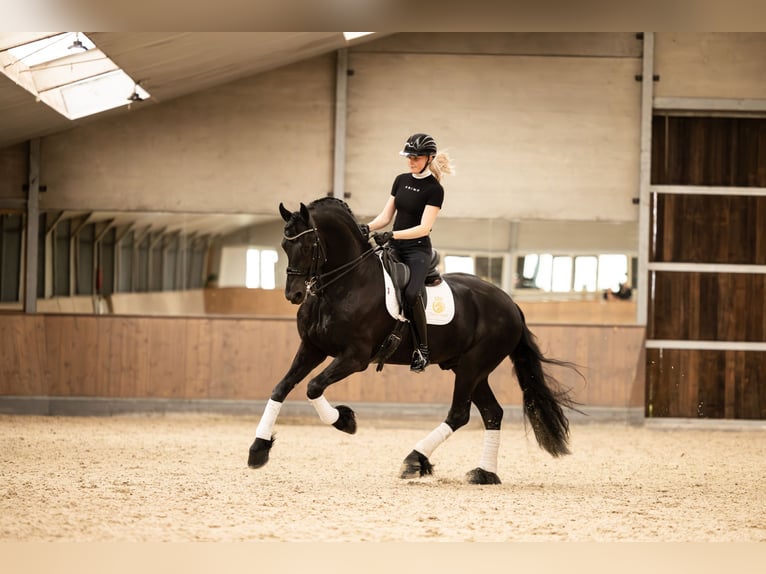 Friesian horses Stallion 6 years 16,2 hh Black in Aalsmeer