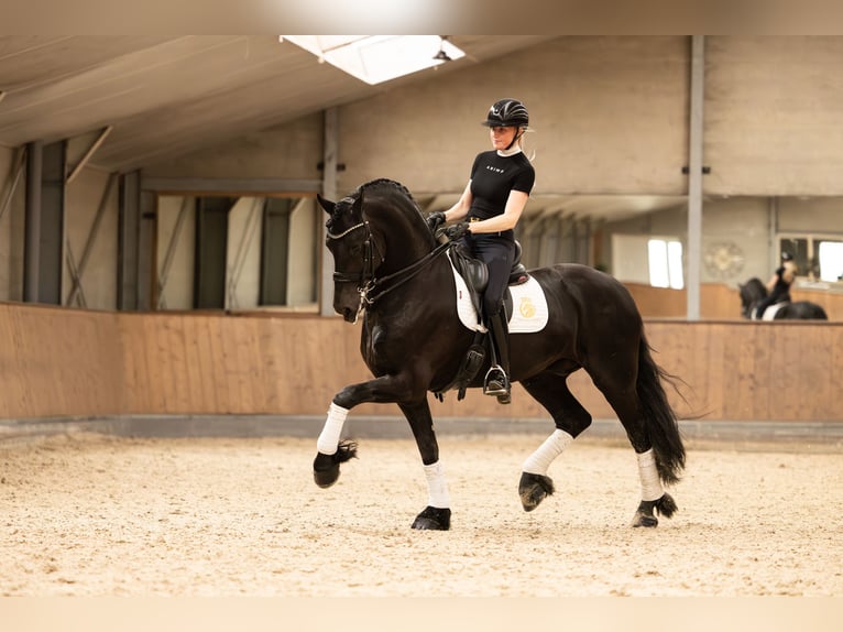 Friesian horses Stallion 6 years 16,2 hh Black in Aalsmeer